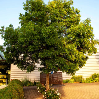Schmalblättrige Esche 'Raywood' (Fraxinus angustifolia)