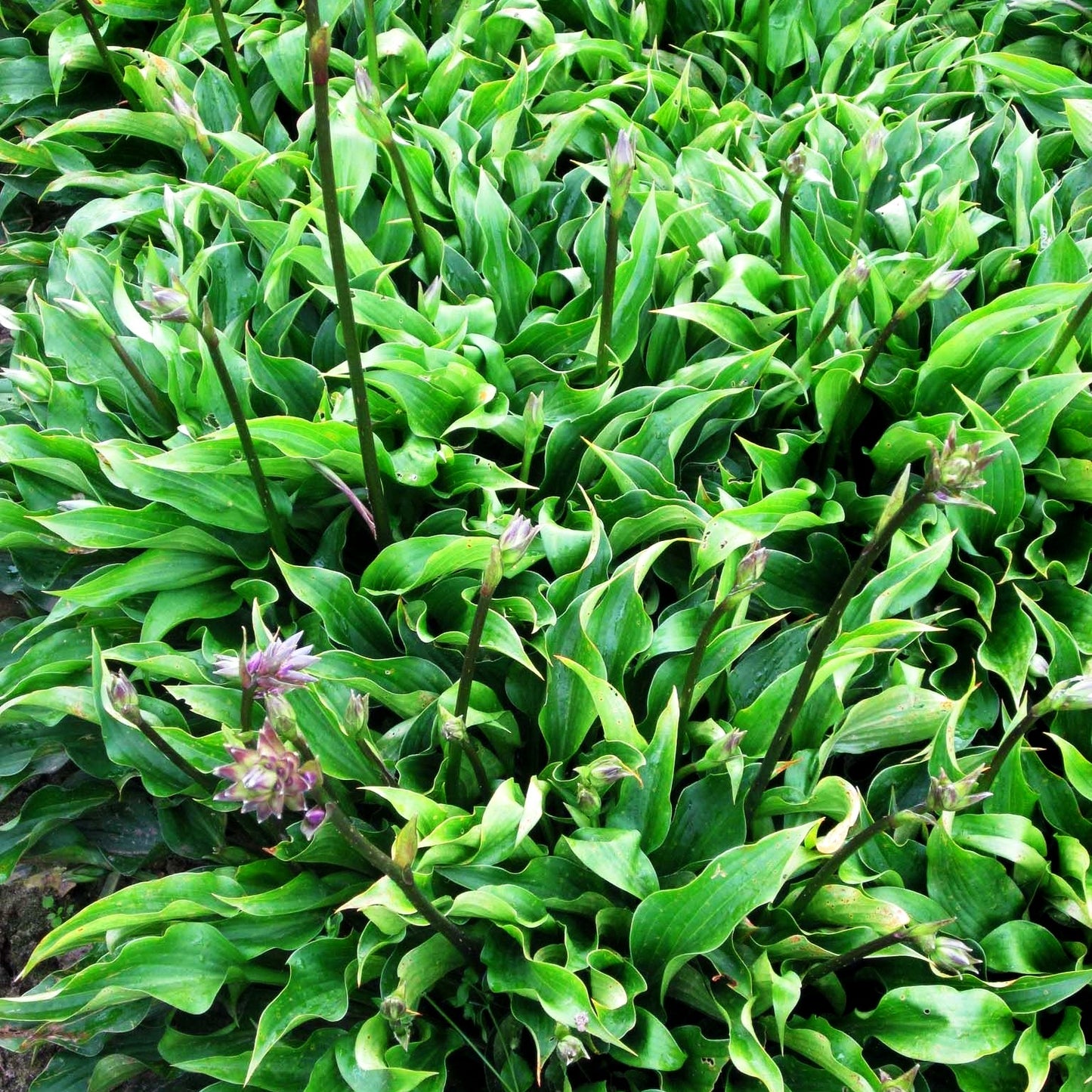 Schmalblättrige Funkie 'Harry van Trier' (Hosta sieboldii JS)