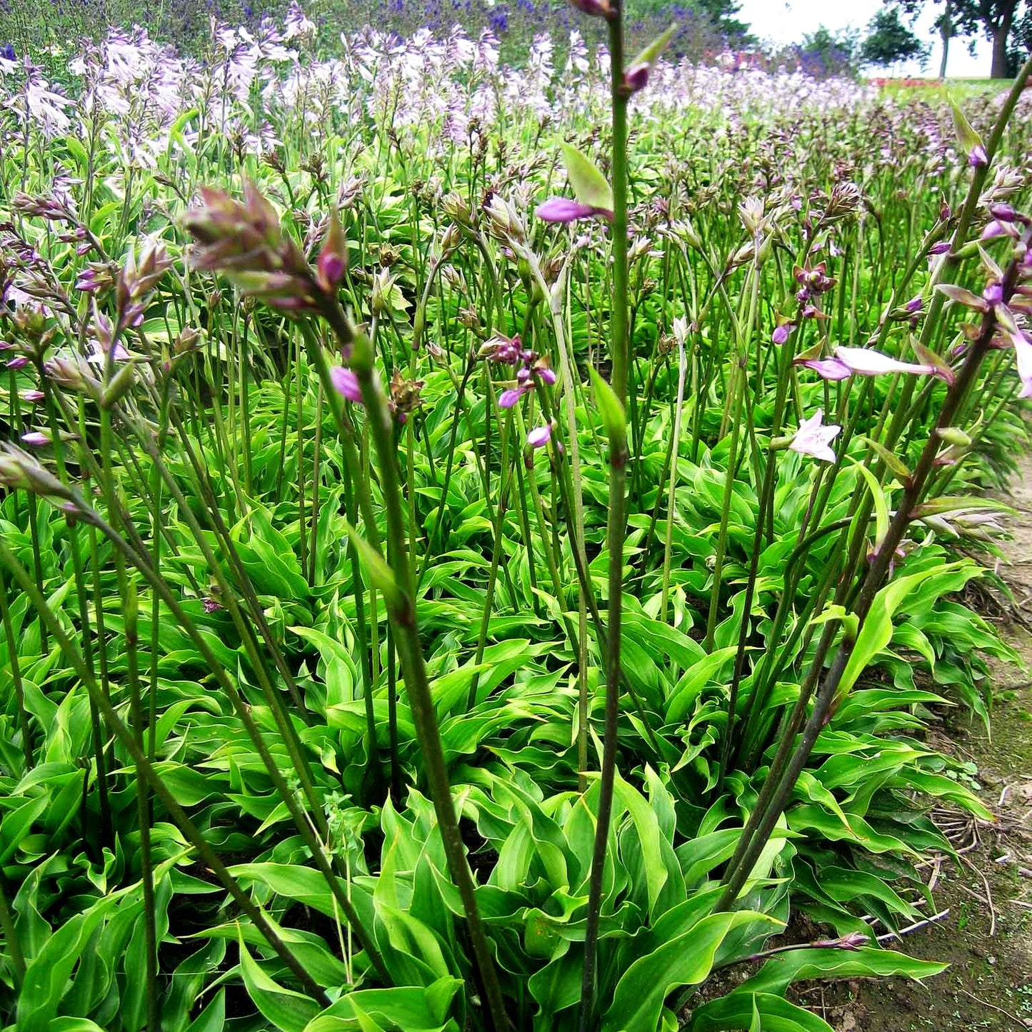 Schmalblättrige Funkie 'Harry van Trier' (Hosta sieboldii JS)