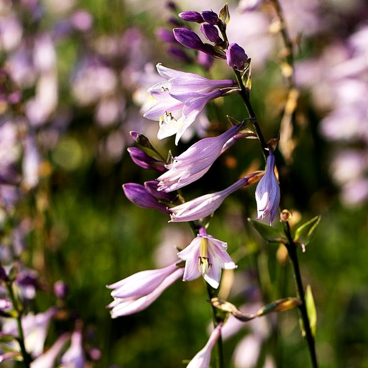 Schmalblättrige Funkie 'Harry van Trier' (Hosta sieboldii JS)