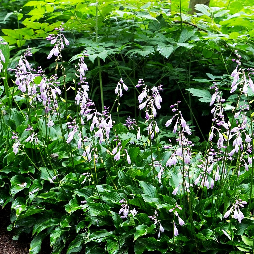 Schmalblättrige Funkie 'Harry van Trier' (Hosta sieboldii JS)