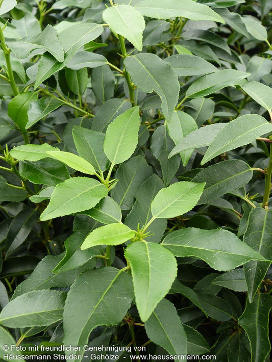 Schmalblättrige Lorbeerkirsche 'Angustifolia' (Prunus lusitanica)