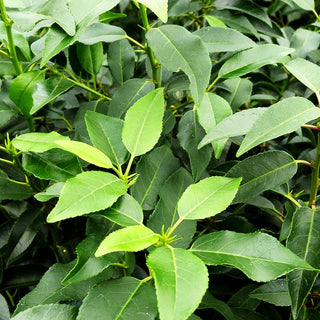 Schmalblättrige Lorbeerkirsche 'Angustifolia' (Prunus lusitanica)