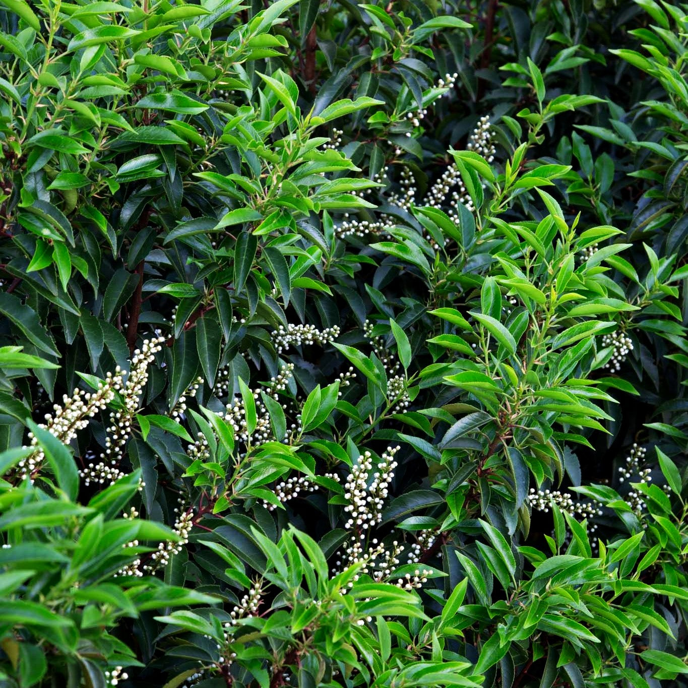 Schmalblättrige Lorbeerkirsche 'Angustifolia' (Prunus lusitanica)