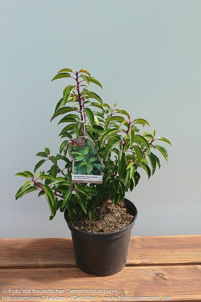 Schmalblättrige Lorbeerkirsche 'Angustifolia' (Prunus lusitanica)