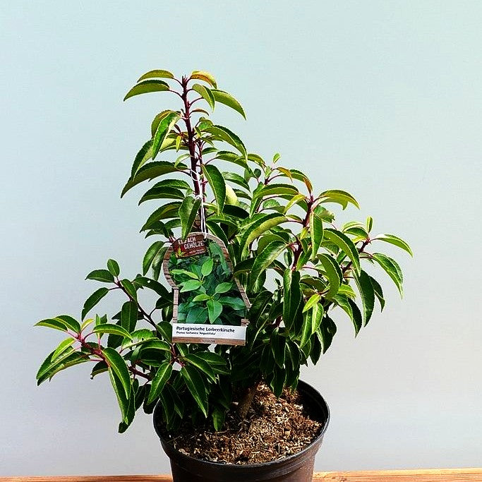 Schmalblättrige Lorbeerkirsche 'Angustifolia' (Prunus lusitanica)