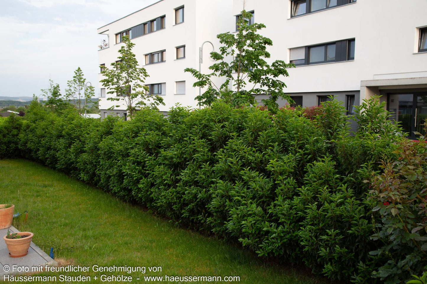 Schmalblättrige Lorbeerkirsche 'Angustifolia' (Prunus lusitanica)