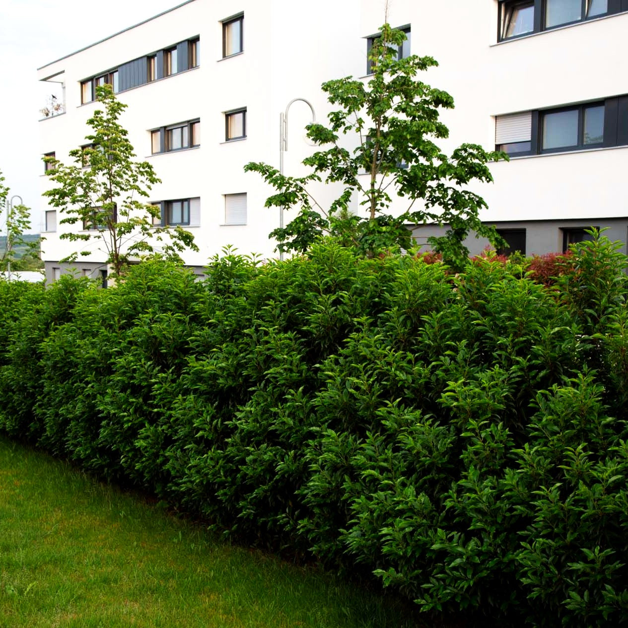 Schmalblättrige Lorbeerkirsche 'Angustifolia' (Prunus lusitanica)