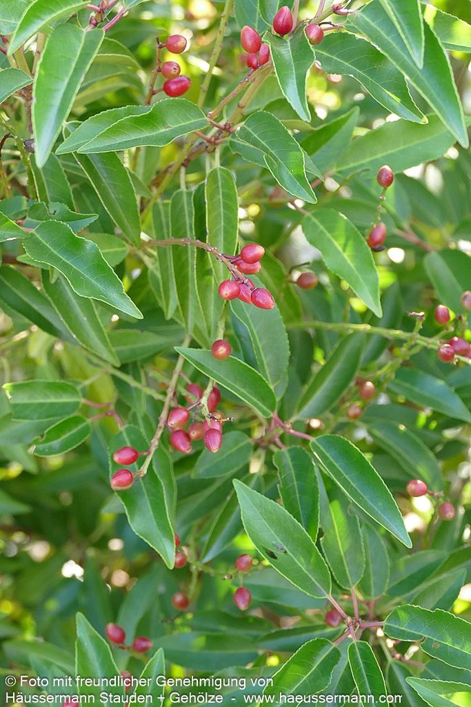 Schmalblättrige Lorbeerkirsche 'Angustifolia' (Prunus lusitanica)