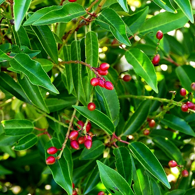 Schmalblättrige Lorbeerkirsche 'Angustifolia' (Prunus lusitanica)