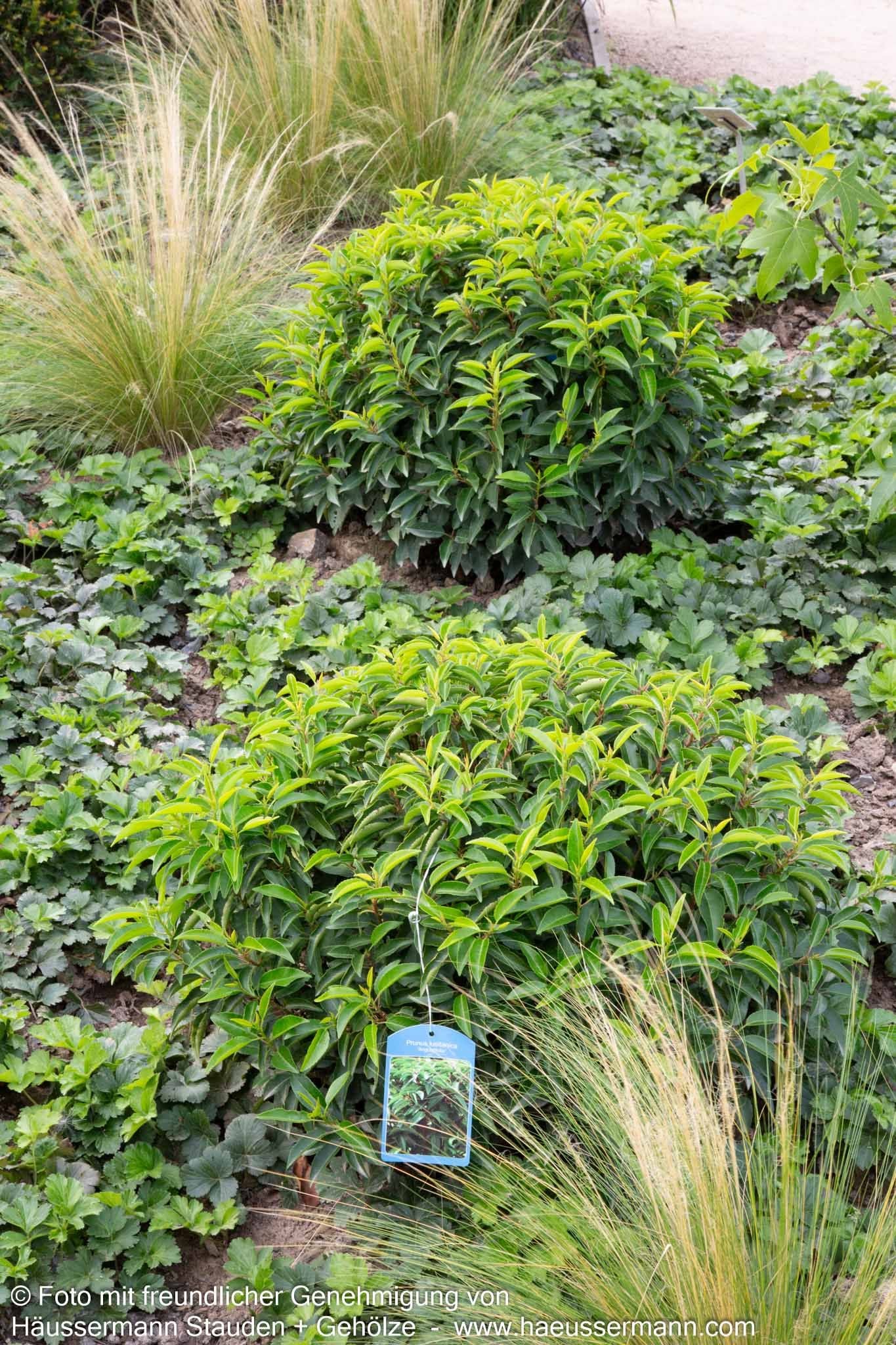 Schmalblättrige Lorbeerkirsche 'Angustifolia' (Prunus lusitanica)