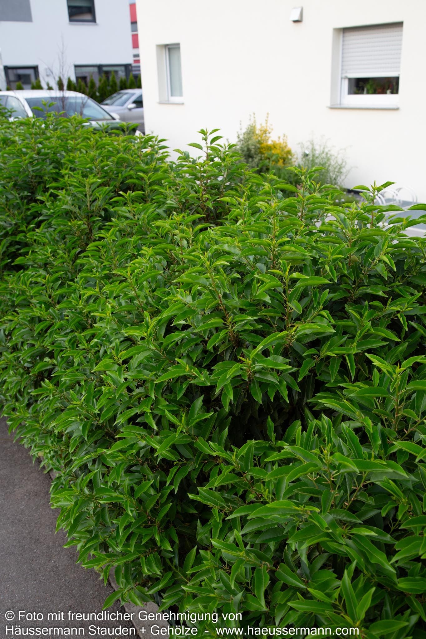 Schmalblättrige Lorbeerkirsche 'Angustifolia' (Prunus lusitanica)