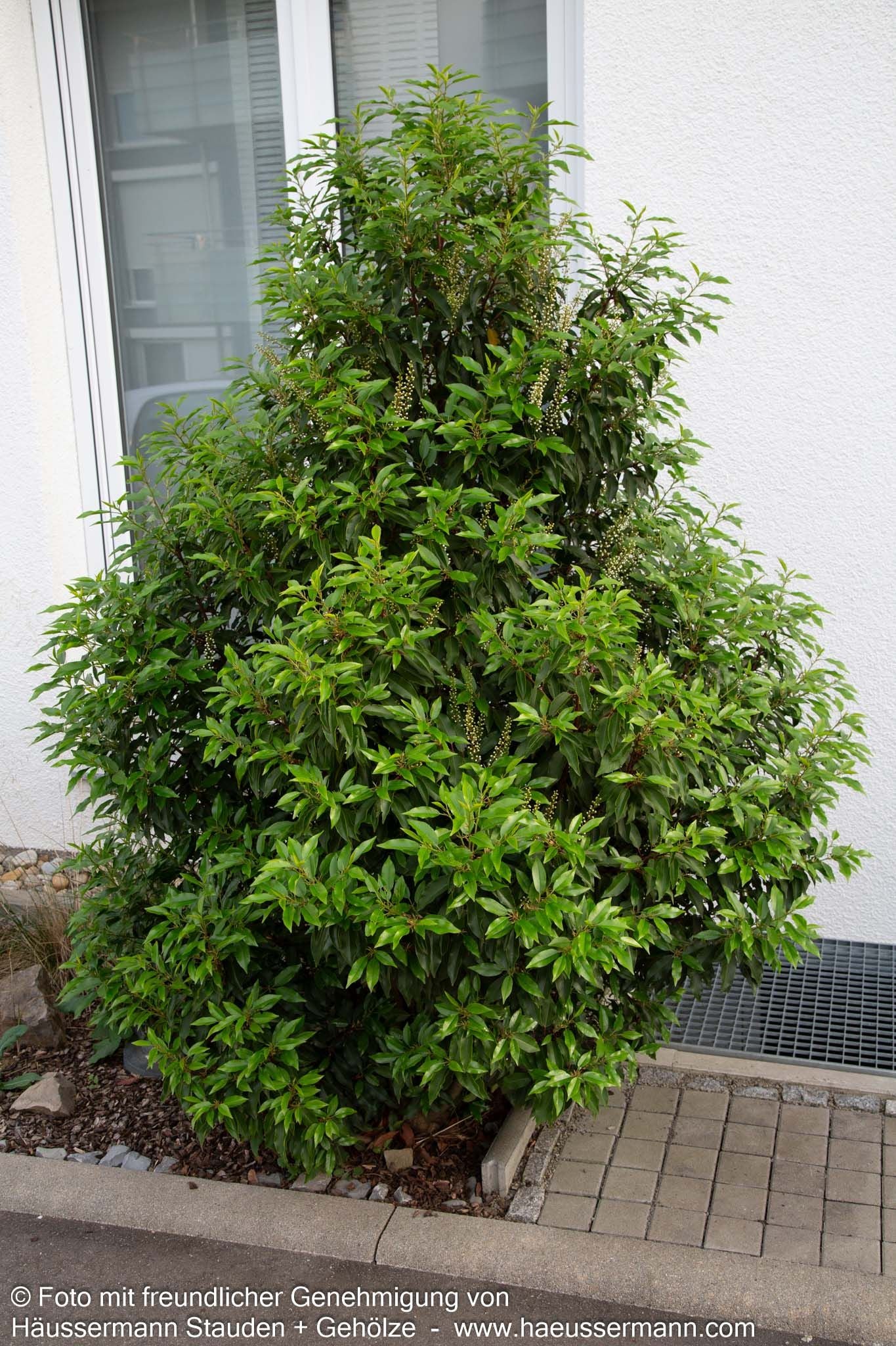 Schmalblättrige Lorbeerkirsche 'Angustifolia' (Prunus lusitanica)