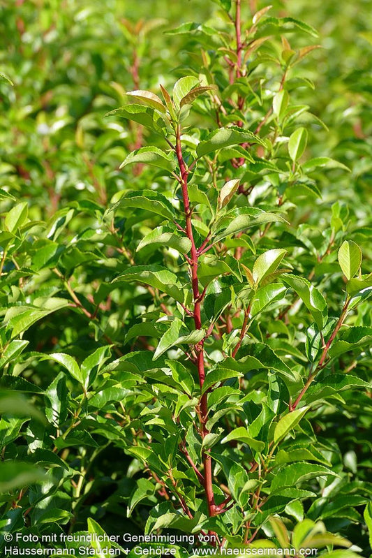 Schmalblättrige Lorbeerkirsche 'Brenelia'  -S- 'Brenelia' (Prunus lusitanica)