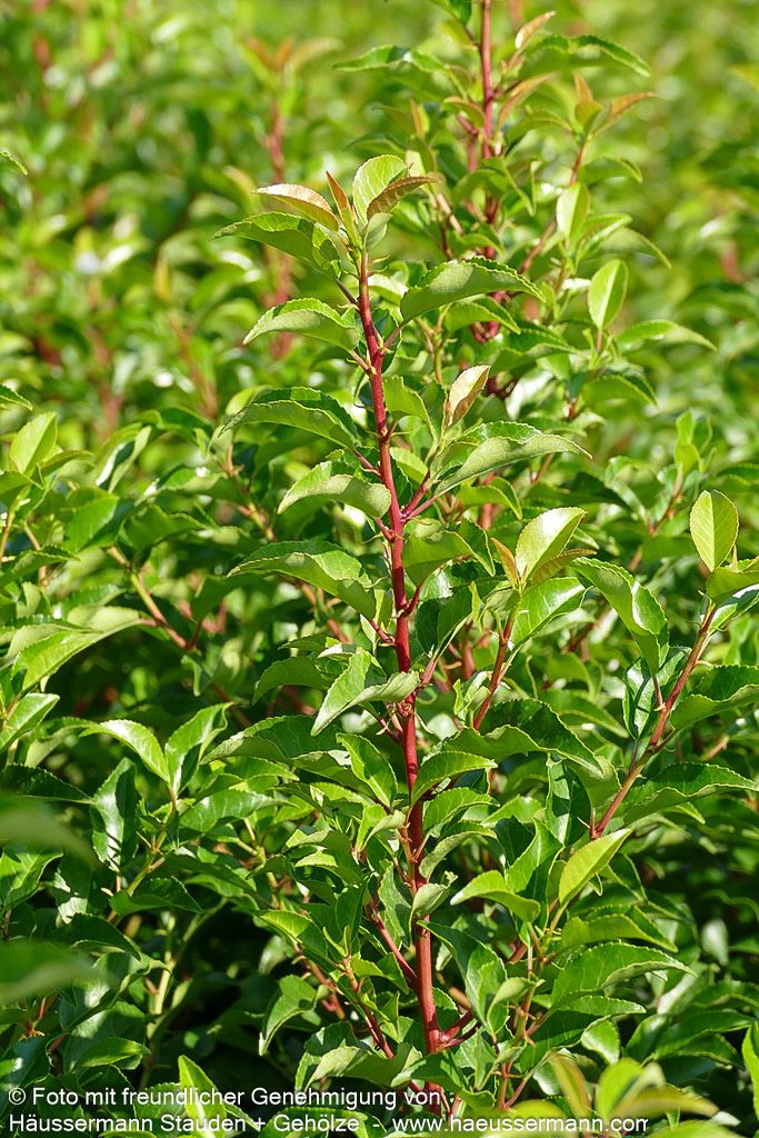 Schmalblättrige Lorbeerkirsche 'Brenelia'  -S- 'Brenelia' (Prunus lusitanica)
