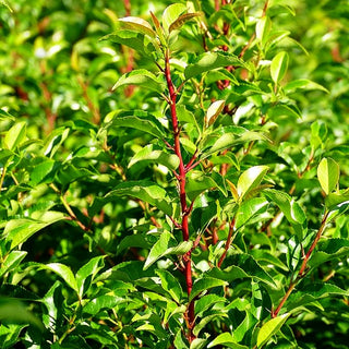 Schmalblättrige Lorbeerkirsche 'Brenelia' -S- (Prunus lusitanica)