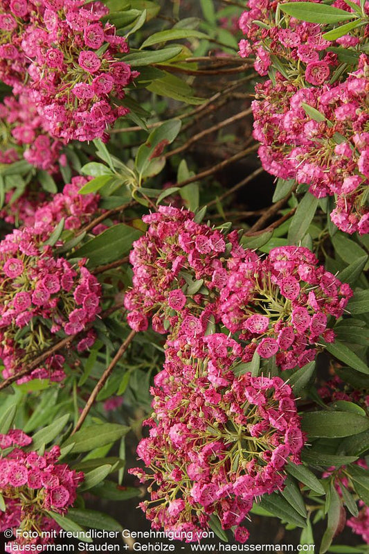 Schmalblättrige Lorbeerrose 'Rubra' (Kalmia angustifolia)