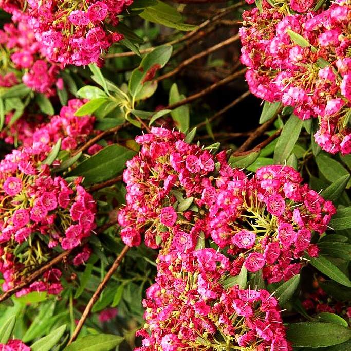 Schmalblättrige Lorbeerrose 'Rubra' (Kalmia angustifolia)