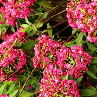 Schmalblättrige Lorbeerrose 'Rubra' (Kalmia angustifolia)