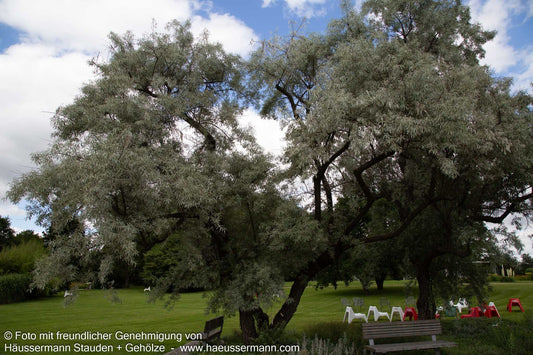 Schmalblättrige Ölweide (Elaeagnus angustifolia)