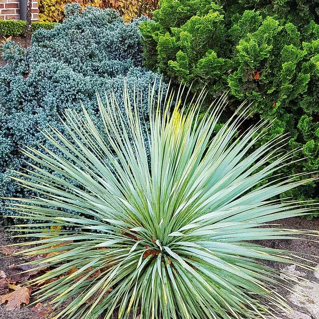Schmalblättrige Palmlilie 'Sapphire Skies' (Yucca rostrata)