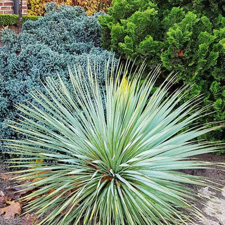 Schmalblättrige Palmlilie 'Sapphire Skies' (Yucca rostrata)