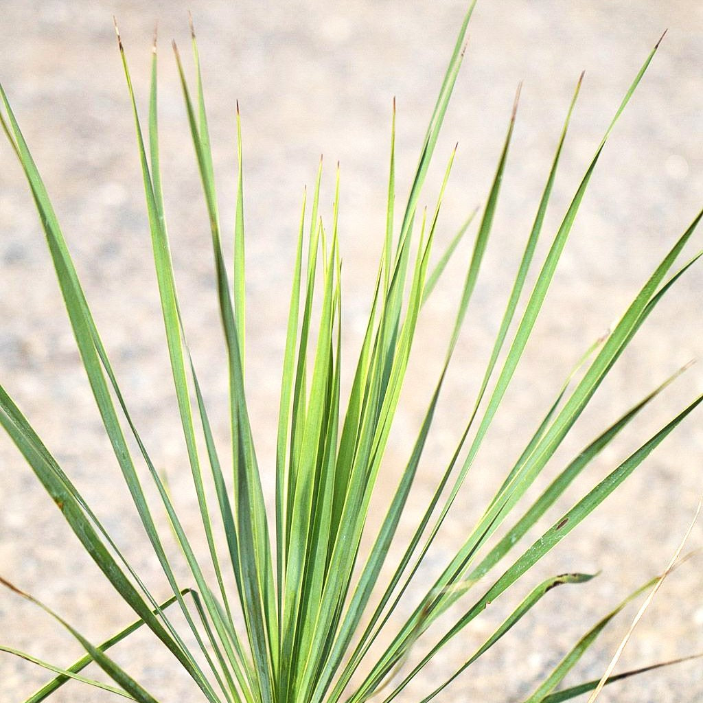 Schmalblättrige Palmlilie 'Sapphire Skies' (Yucca rostrata)