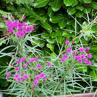 Schmalblättrige Scheinaster (Vernonia lettermannii)
