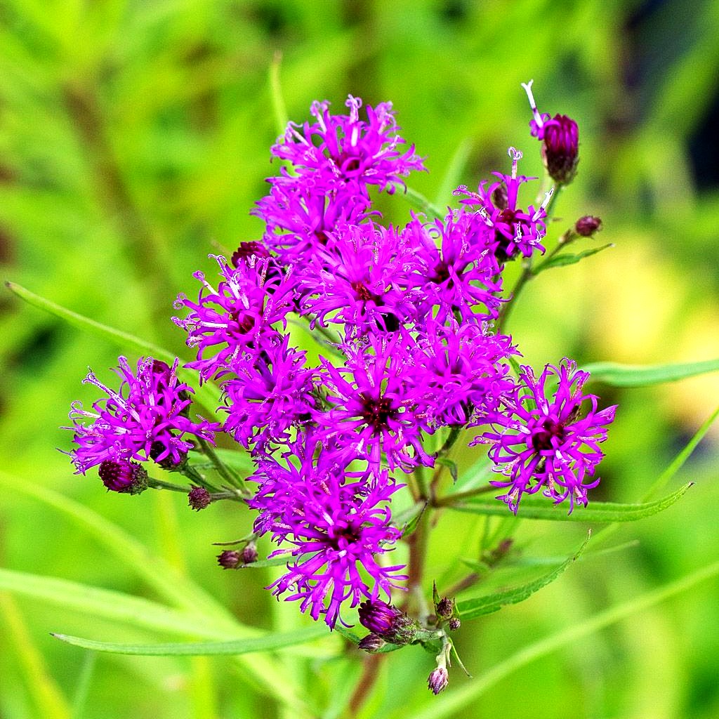 Schmalblättrige Scheinaster (Vernonia lettermannii)