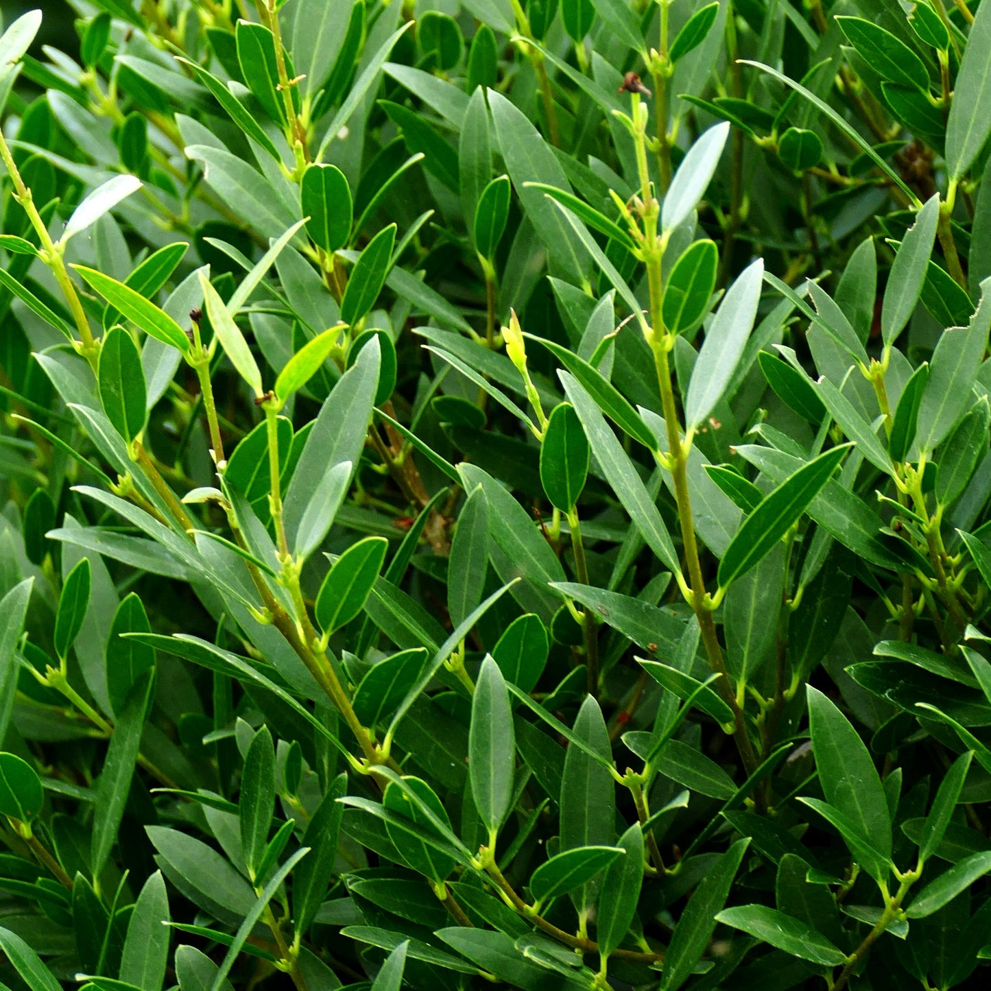 Schmalblättrige Steinlinde (Phillyrea angustifolia)