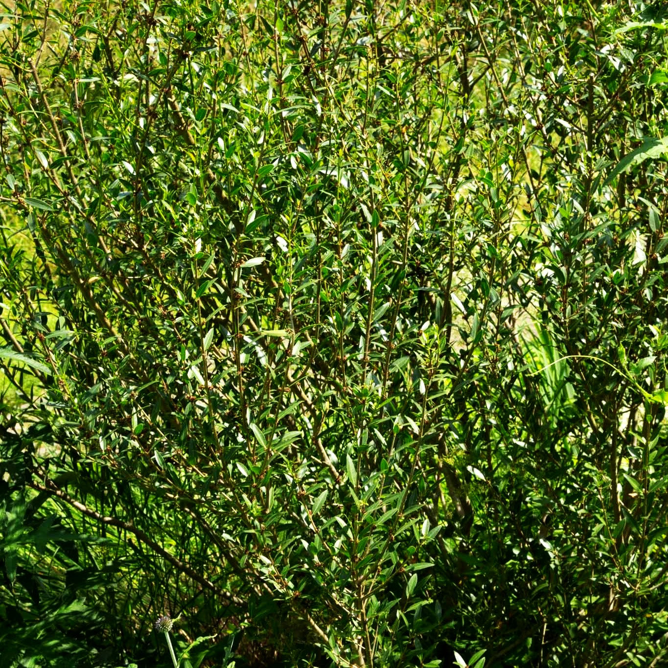 Schmalblättrige Steinlinde (Phillyrea angustifolia)