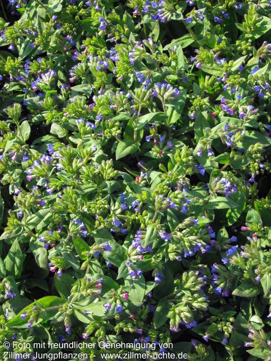 Schmalblättriges Lungenkraut 'Azurea' (Pulmonaria dacica)