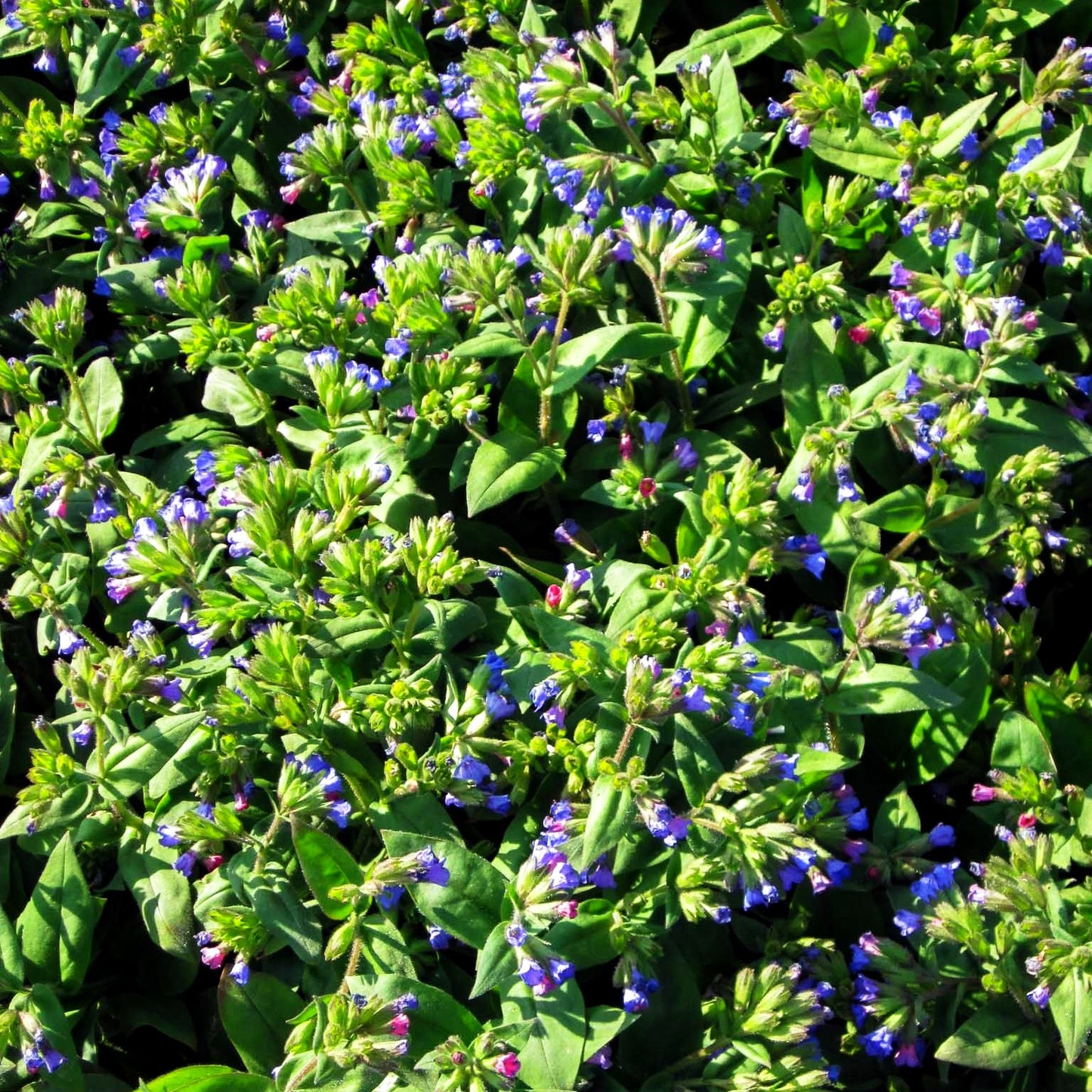 Schmalblättriges Lungenkraut 'Azurea' (Pulmonaria dacica)