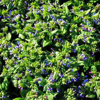 Schmalblättriges Lungenkraut 'Azurea' (Pulmonaria dacica)