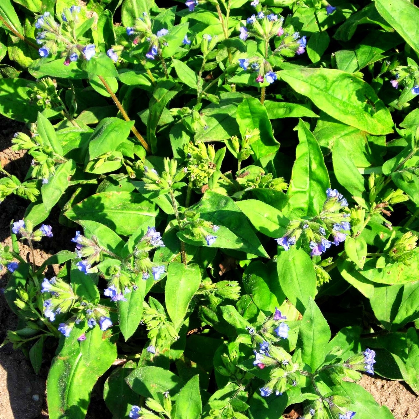 Schmalblättriges Lungenkraut 'Azurea' (Pulmonaria dacica)