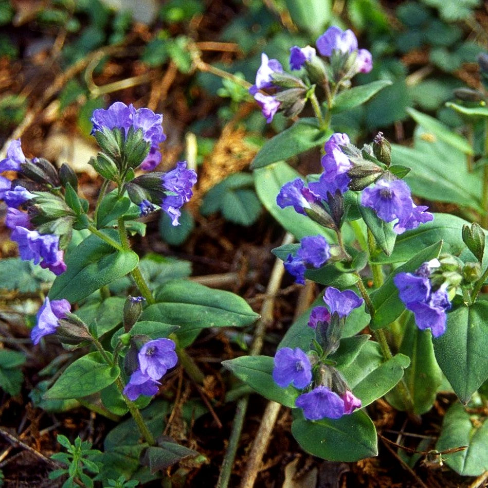 Schmalblättriges Lungenkraut 'Azurea' (Pulmonaria dacica)