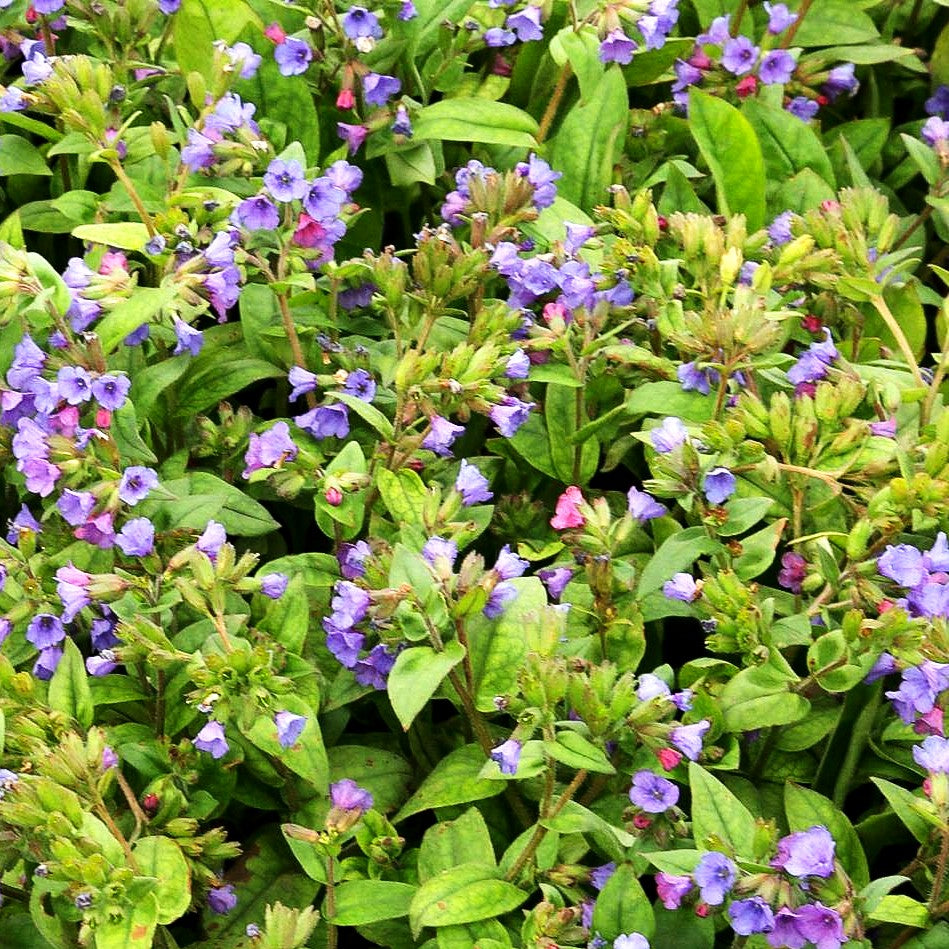 Schmalblättriges Lungenkraut 'Azurea' (Pulmonaria dacica)