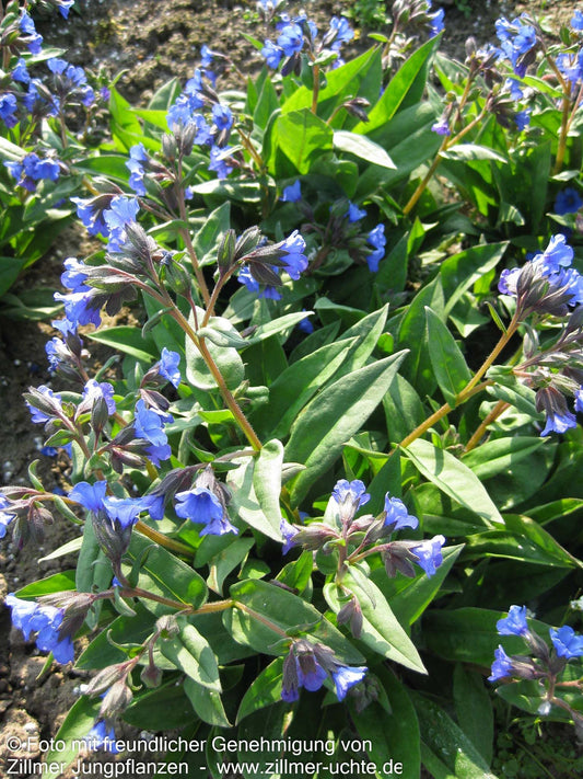 Schmalblättriges Lungenkraut 'Blue Ensign' (Pulmonaria dacica)