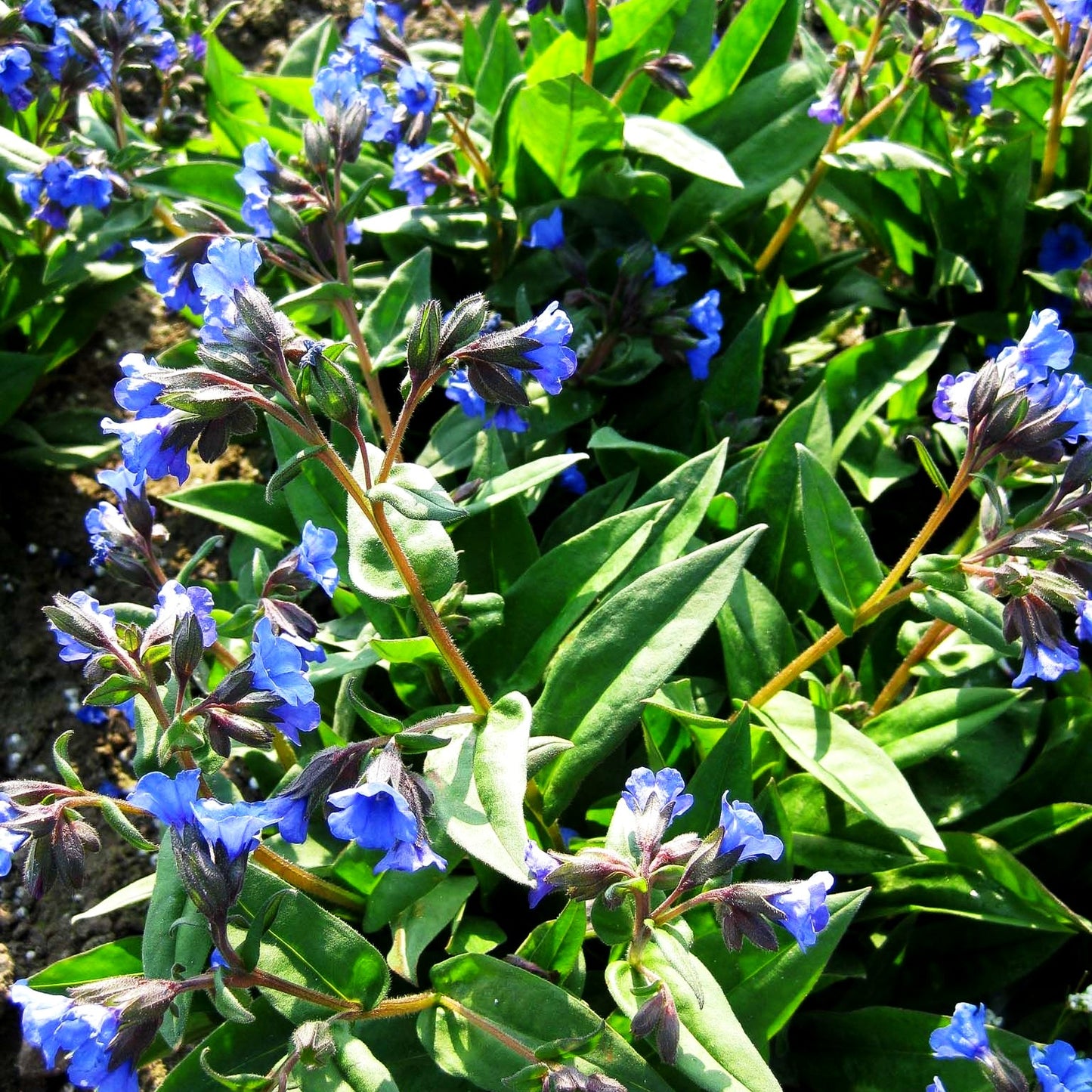 Schmalblättriges Lungenkraut 'Blue Ensign' (Pulmonaria dacica)