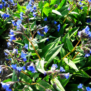 Schmalblättriges Lungenkraut 'Blue Ensign' (Pulmonaria dacica)