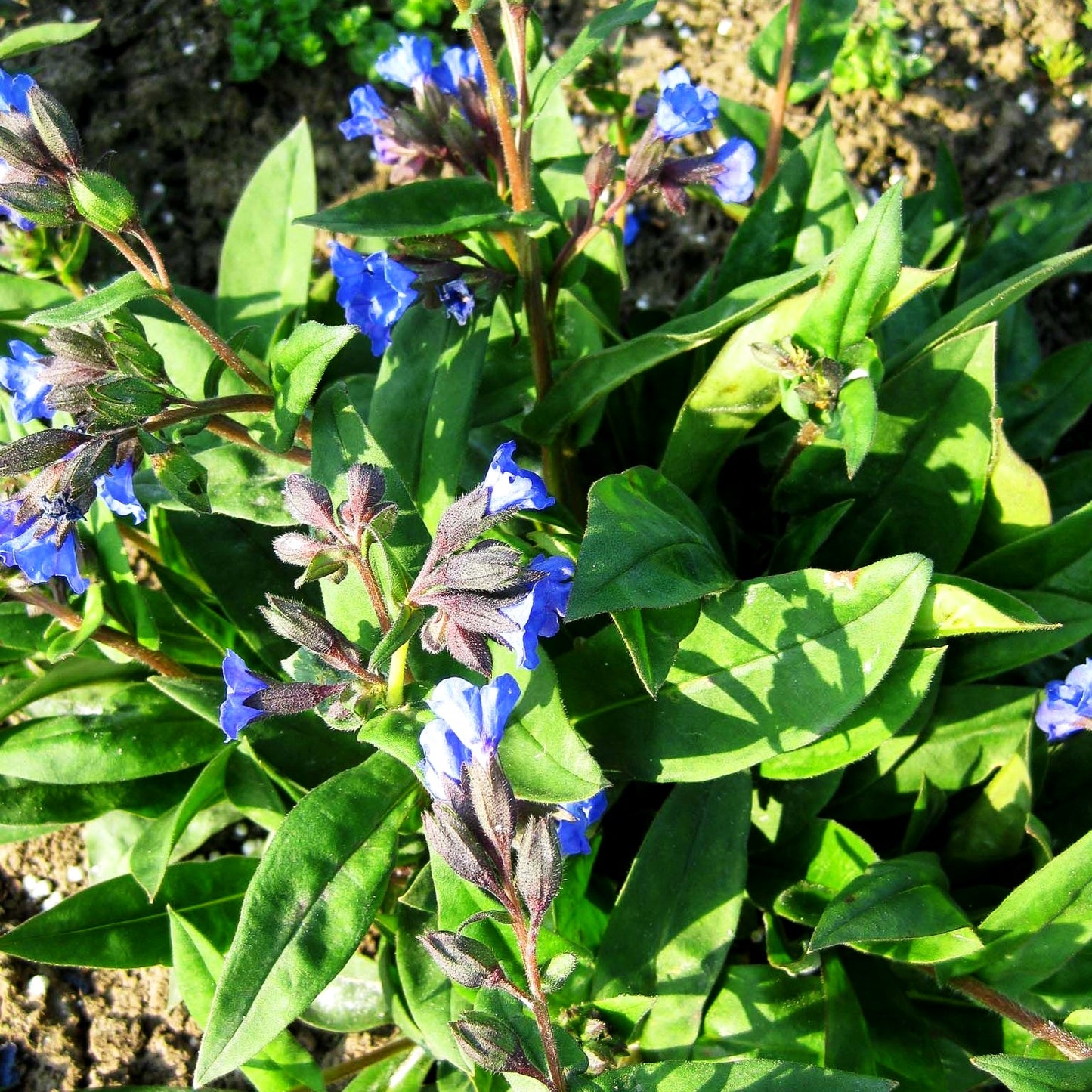 Schmalblättriges Lungenkraut 'Blue Ensign' (Pulmonaria dacica)