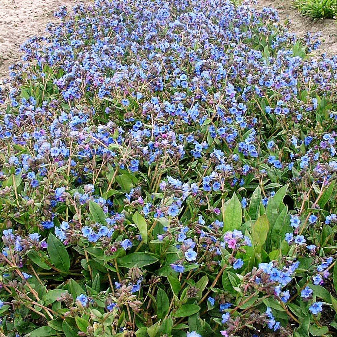 Schmalblättriges Lungenkraut 'Blue Ensign' (Pulmonaria dacica)
