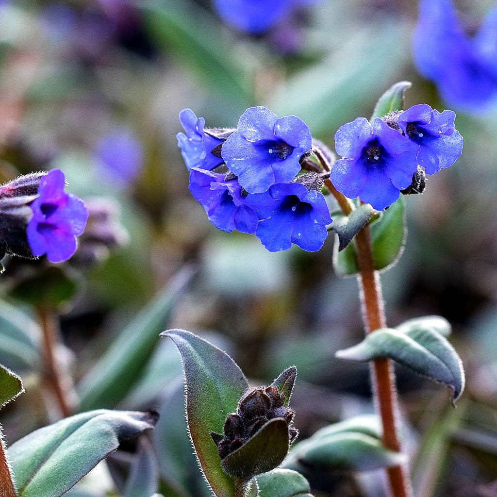 Schmalblättriges Lungenkraut 'Blue Ensign' (Pulmonaria dacica)