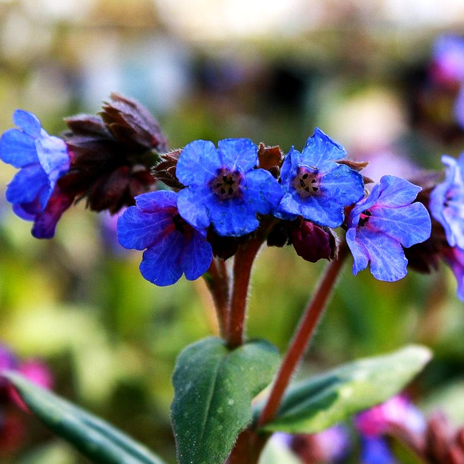 Schmalblättriges Lungenkraut 'Blue Ensign' (Pulmonaria dacica)