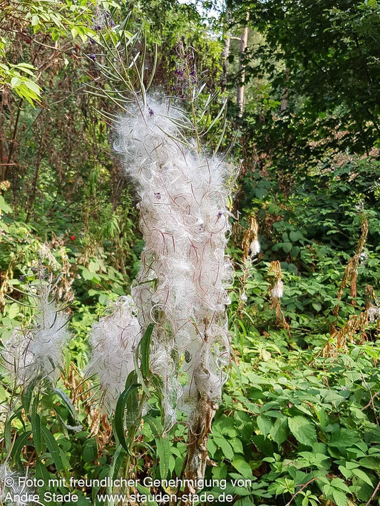Schmalblättriges Weidenröschen (Epilobium angustifolium)