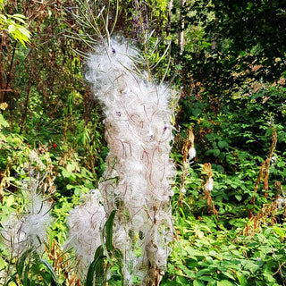 Schmalblättriges Weidenröschen (Epilobium angustifolium)