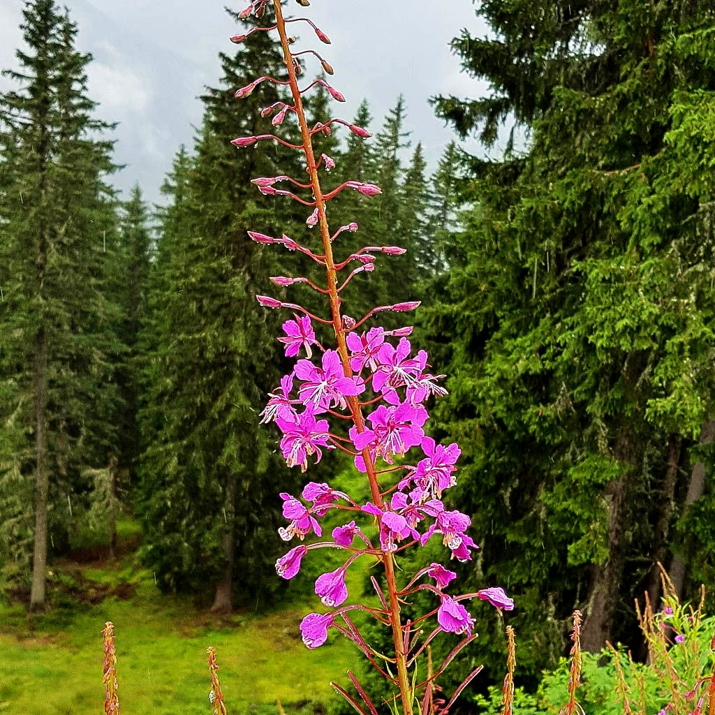 Schmalblättriges Weidenröschen (Epilobium angustifolium)