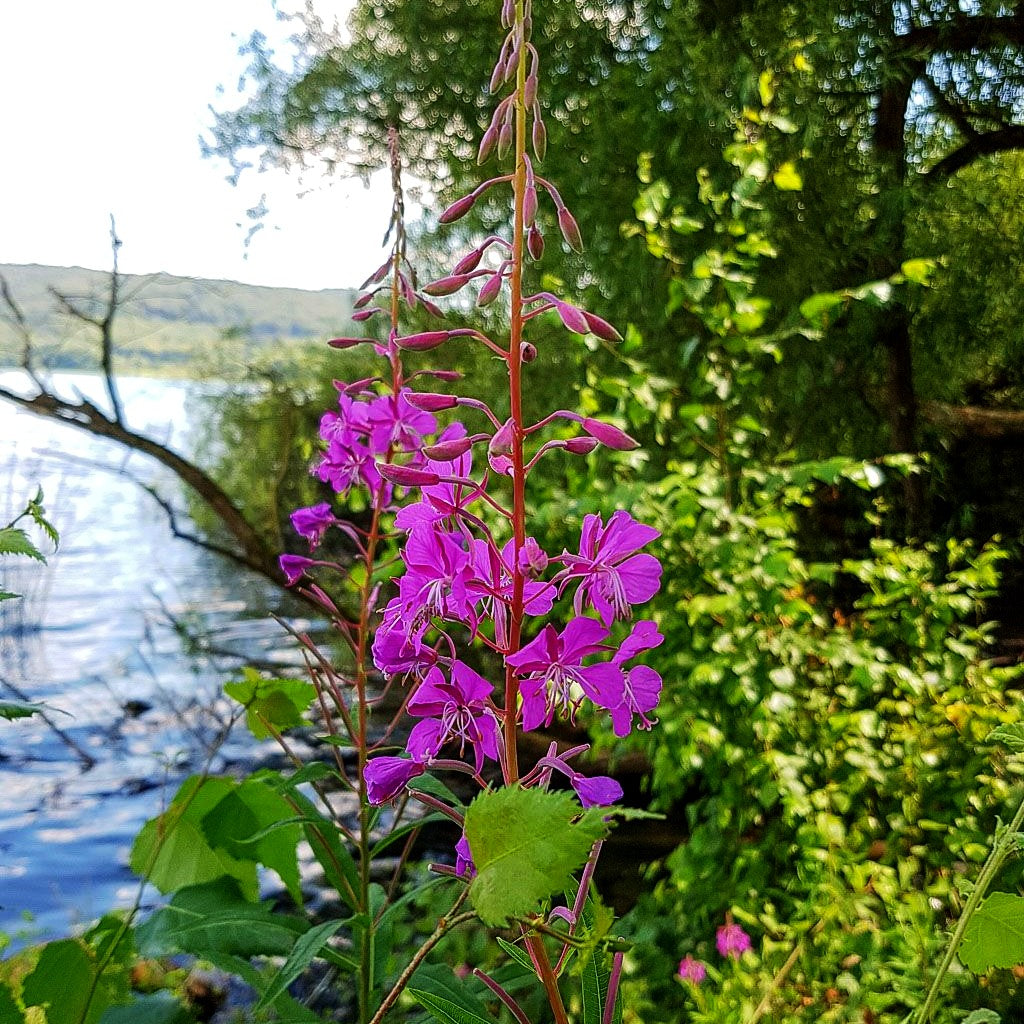Schmalblättriges Weidenröschen (Epilobium angustifolium)