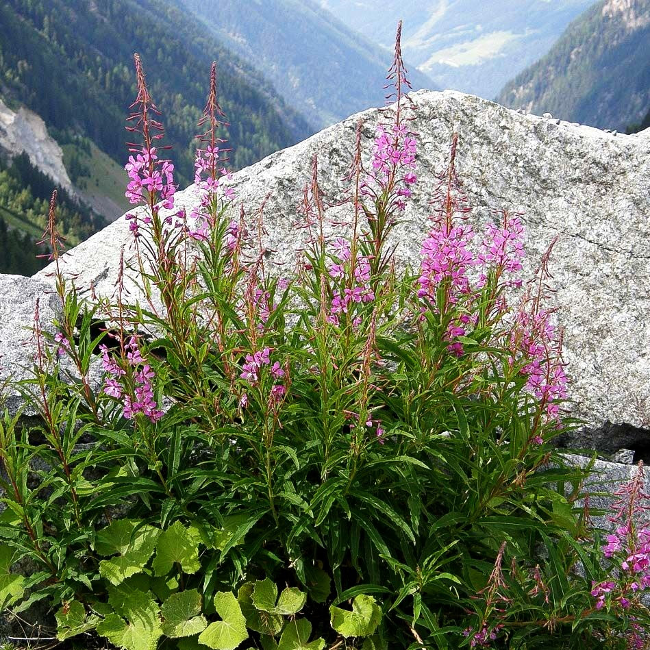 Schmalblättriges Weidenröschen (Epilobium angustifolium)