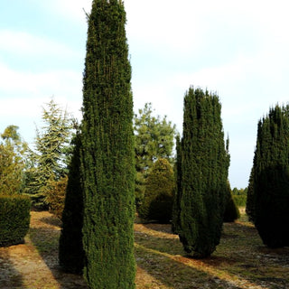Schmale Säulen-Eibe 'Fastigiata Robusta' (Taxus baccata)